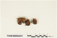 藏品(曲尾苔科)的圖片